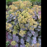Alchemille vulgaire, Alchemilla vulgaris, (fam Rosacees) (Europe ouest & centre, Afr du nord) (1)